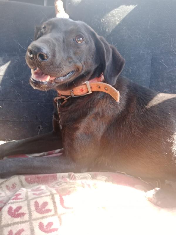 Lucy, una tenera simil Labrador Foto 4